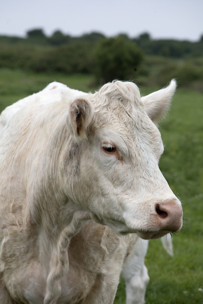 landbouw industrie hdr vee polder agrarisch agricultuur milieu klimaat stikstof co2